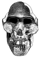 Australopithecus afarensis