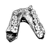 Australopithecus afarensis