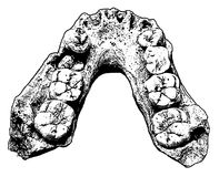 Australopithecus africanus