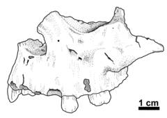 Gran Dolina Maxilla