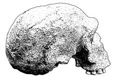 Homo steinheimensis