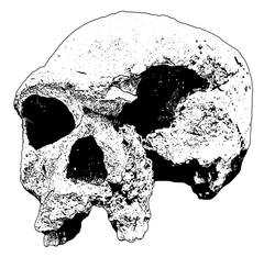 Homo steinheimensis
