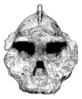 Paranthropus aethiopicus