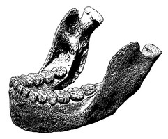Paranthropus robustus