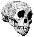 Taung-Baby